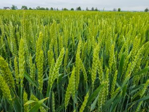 Pszenica ozima 14.06.2020