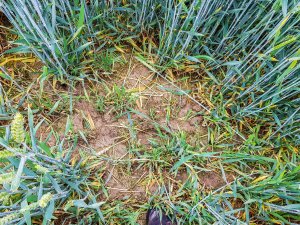 Pszenica ozima 14.06.2020