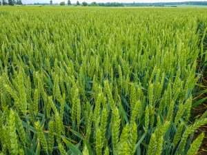 Pszenica ozima 14.06.2020