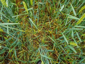 Pszenica ozima 14.06.2020