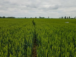 Pszenica ozima 14.06.2020