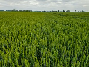 Pszenica ozima 14.06.2020