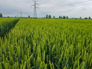 Pszenica ozima 14.06.2020