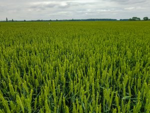 Pszenica ozima 14.06.2020