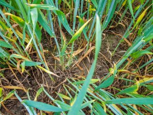 Pszenica ozima 14.06.2020