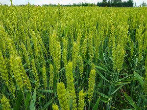 Pszenica ozima 14.06.2020