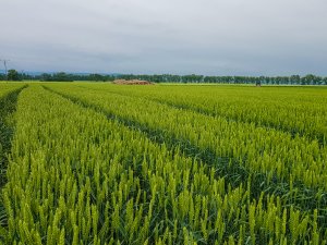 Pszenica ozima 14.06.2020