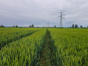 Pszenica ozima 14.06.2020