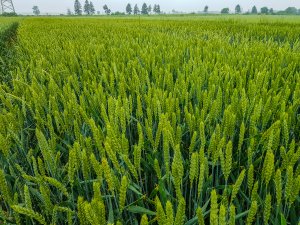 Pszenica ozima 20.06.2020