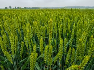 Pszenica ozima 20.06.2020