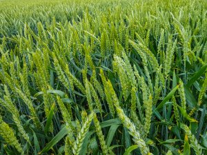 Pszenica ozima 20.06.2020