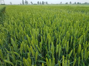 pszenica ozima 20.06.2020