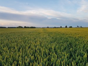 Pszenica ozima 26.06.2020