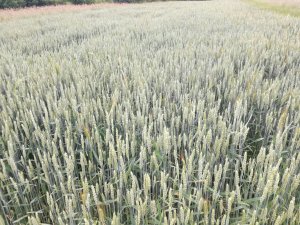 Pszenica ozima Belissa 