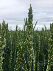 Pszenica ozima Euforia