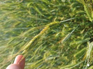 Pszenżyto 