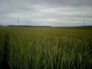 Pszenżyto ozime Meloman