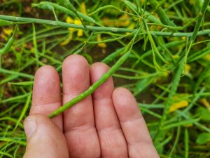 Rzepak ozimy 14.06.2020