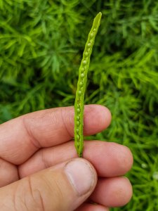 Rzepak ozimy 14.06.2020