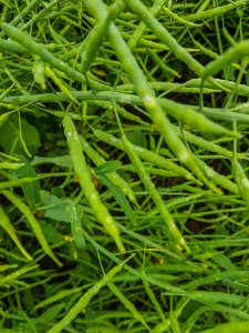 Rzepak ozimy 14.06.2020