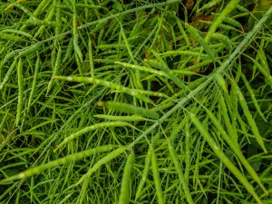 Rzepak ozimy 14.06.2020