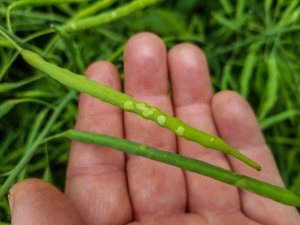 Rzepak ozimy 14.06.2020