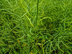 Rzepak ozimy 14.06.2020