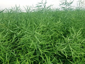 Rzepak ozimy Arkansas 