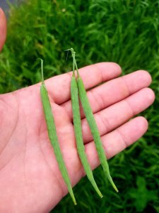 Rzepak ozimy Arkansas