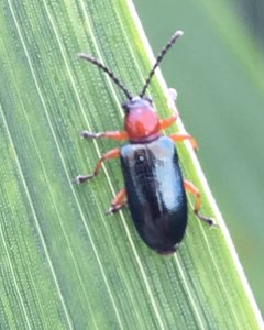 Skrzypionka zbożowa