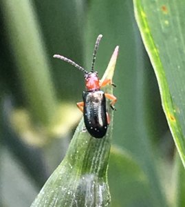 Skrzypionka zbożowa