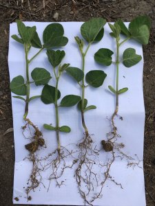 Soja Abelina (Saatbau) siew 03.05 - obsada 75 roślin na metrze