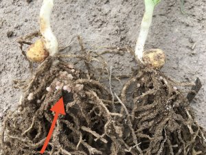 Strączkowe - fabryka azotu