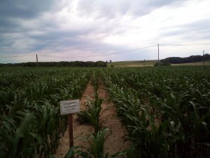 Syngenta Kardona