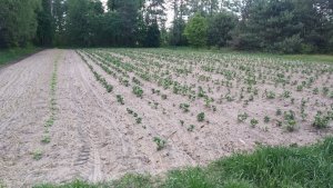 Ziemniaki 🥔🥔🥔