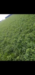 Country 2055 po małym tuningu 