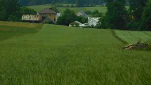 Jara mieszanka zbożowa