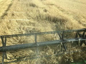 Jęczmień ozimy 07.07.2020