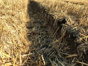 Jęczmień ozimy 07.07.2020