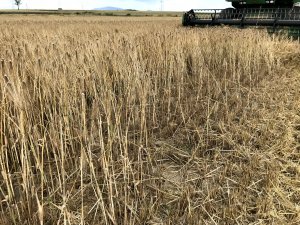 Jęczmień ozimy 07.07.2020