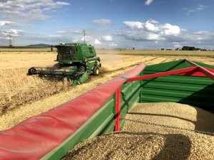 Jęczmień ozimy 07.07.2020