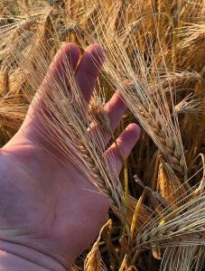 Jęczmień ozimy Quadriga