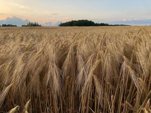 Jęczmień ozimy Quadriga