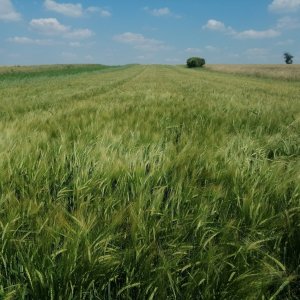 Jęczmień Vermont
05.07.20