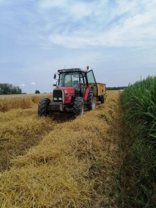 Kosimy pszenżyto meloman 