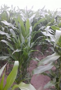 Kukurydza Pioneer p8521