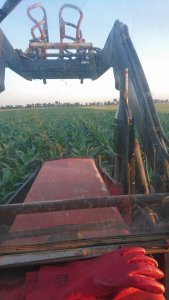 Kukurydza Ragt coximo 