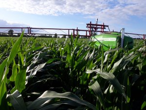 Kukurydza siana strip tillem