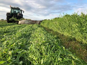 Mieszanka motylkowych z trawami