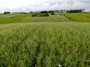 Mieszanka zbożowa jara